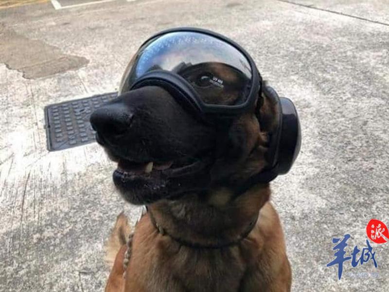 犬用護(hù)目鏡,犬用護(hù)目鏡，實(shí)地解讀說明與實(shí)際應(yīng)用場(chǎng)景探索,數(shù)據(jù)解讀說明_入門版64.60.15