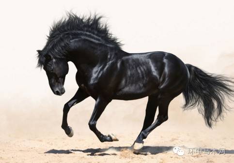 看今晚上特馬四不像圖圖片,全面說明解析_退版44.28.47