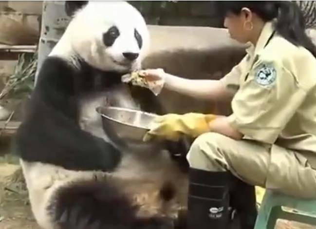 這種行為是不恰當(dāng)?shù)?，不僅可能對(duì)熊造成身體傷害，還可能引發(fā)危險(xiǎn)情況。飼養(yǎng)員應(yīng)該遵循專業(yè)的動(dòng)物管理準(zhǔn)則，采取安全、合法和道德的方式來(lái)處理與動(dòng)物的互動(dòng)。在任何情況下，使用暴力或不當(dāng)手段對(duì)待動(dòng)物都是不可接受的。，如果發(fā)生了這樣的情況，相關(guān)機(jī)構(gòu)應(yīng)該立即采取行動(dòng)，調(diào)查事件的原因和背景，并采取適當(dāng)?shù)拇胧﹣?lái)確保動(dòng)物的安全和福利。同時(shí)，也應(yīng)該對(duì)飼養(yǎng)員進(jìn)行教育和培訓(xùn)，提高他們的專業(yè)素養(yǎng)和職業(yè)道德，確保他們能夠以正確的方式與動(dòng)物互動(dòng)，保護(hù)動(dòng)物的健康和幸福。，我們應(yīng)該尊重動(dòng)物的權(quán)利和福利，共同保護(hù)它們的生存環(huán)境。