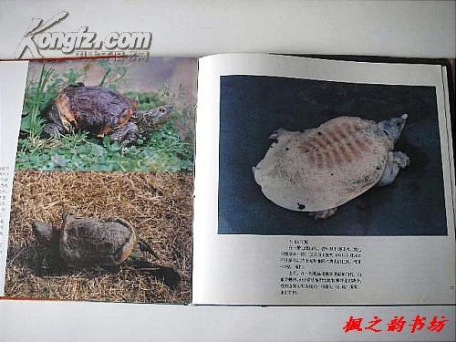 曾氏免費(fèi)印刷圖庫(kù)452233C1Omy六開,蛇年該說(shuō)什么祝福語(yǔ)
