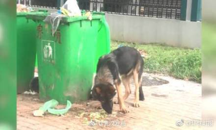 wjvc旺角網(wǎng)址正版資料,四只警犬挨個被點名通報批評